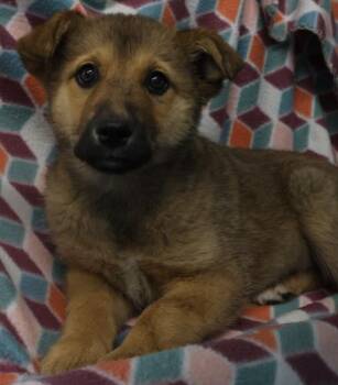 Shepherd Dogs Available for Adoption in Thief River Falls, Minnesota - Janice | PetCurious