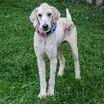 Buzz -  Poodle and Yellow Labrador Retriever Dog for Adoption in Arlington Heights, Illinois - Buzz | PetCurious