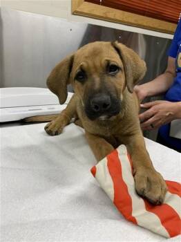 RYNN -  Black Mouth Cur and German Shepherd Dog Dog for Adoption in Fairbanks, Alaska - RYNN | PetCurious