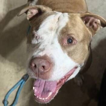 Theodore -  American Staffordshire Terrier and Mixed Breed Dog for Adoption in Houston, Texas - Theodore | PetCurious