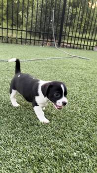 Charlie -  Dachshund and Jack Russell Terrier Dog for Adoption - Charlie | PetCurious