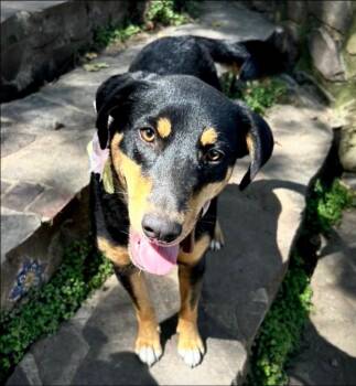 Pim -  Australian Shepherd and Doberman Pinscher Dog for Adoption in Thompson Falls, Montana - Pim | PetCurious