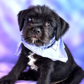 Comet -  Terrier and Wirehaired Terrier Dog for Adoption in Boerne, Texas - Comet | PetCurious