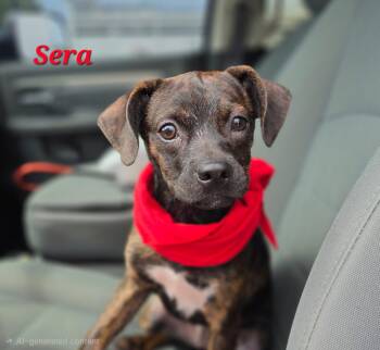 Sera -  Hound and Labrador Retriever Dog for Adoption in Medfield, Massachusetts - Sera | PetCurious