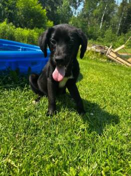 Louise -  Labrador Retriever Dog for Adoption in Cloquet, Minnesota - Louise | PetCurious