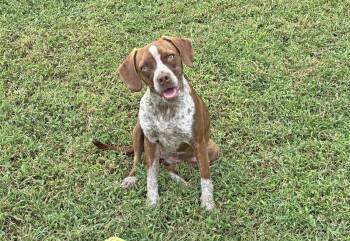 Rescue Beagle Dogs for Adoption in Savannah, Tennessee - Ava | PetCurious