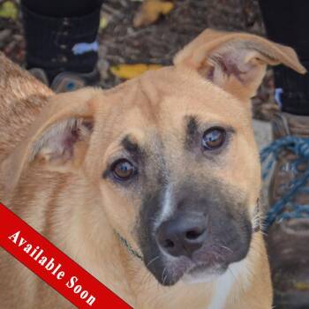 Goldie -  Labrador Retriever and Black Mouth Cur Dog for Adoption in Huntley, Illinois - Goldie | PetCurious