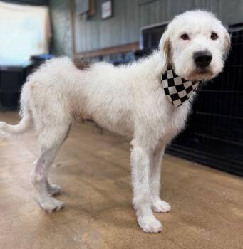 Roady -  Poodle and Irish Wolfhound Dog for Adoption in Thompson Falls, Montana - Roady | PetCurious