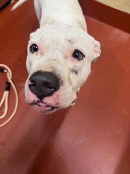 Rescue Mixed Breed Dogs for Adoption in Douglasville, Georgia - Quartz | PetCurious