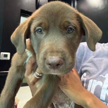 Millie 22485 -  Labrador Retriever and Mixed Breed Dog for Adoption in Cumming, Georgia - Millie 22485 | PetCurious