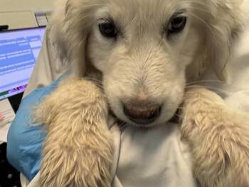 TERN -  Great Pyrenees and Husky Dog for Adoption in Pueblo, Colorado - TERN | PetCurious