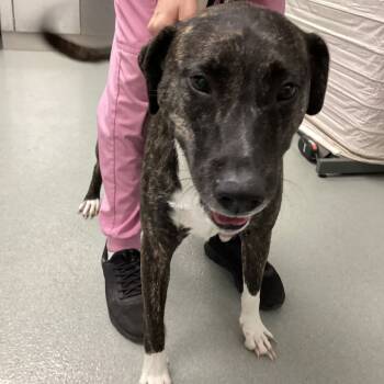 Rescue Pit Bull Terrier Dogs for Adoption in Abilene, Texas - Molly | PetCurious