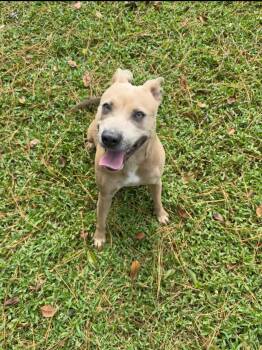 Georgia -  Mixed Breed Dog for Adoption - Georgia | PetCurious