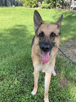 ROCKET -  German Shepherd Dog Dog for Adoption in Fort Lauderdale, Florida - ROCKET | PetCurious