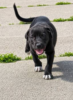 Mixed Breed Dogs Available for Adoption in Kenosha, Wisconsin - Homer | PetCurious