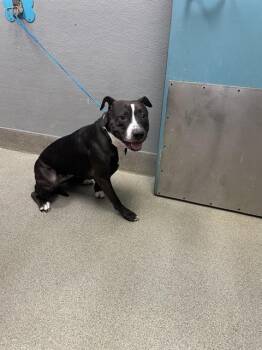 Rescue Pit Bull Terrier Dogs for Adoption in Las Vegas, Nevada - JANE | PetCurious