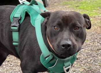 Pit Bull Terrier Dogs Available for Adoption in South Bend, Indiana - Zara | PetCurious