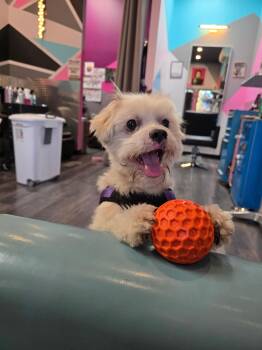 Jeff -  Terrier and Maltese Dog for Adoption in Gig Harbor, Washington - Jeff | PetCurious