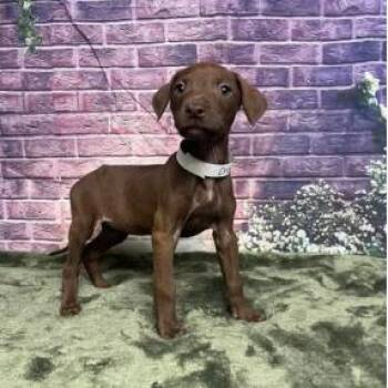Labrador Retriever and Mixed Breed Dogs Available for Adoption in Fort Collins, Colorado - Crow | PetCurious