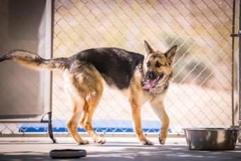German Shepherd Dog Dogs Available for Adoption in Twentynine Palms, California - Maple | PetCurious