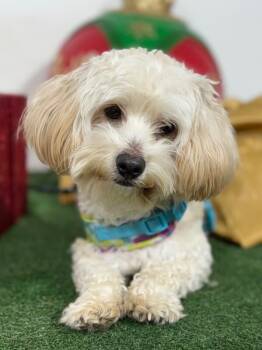 Rescue Maltipoo and Havanese Dogs for Adoption in Carlsbad, California - Grinch | PetCurious