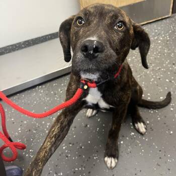 Mixed Breed Dogs Available for Adoption in Columbiana, Alabama - Damion | PetCurious