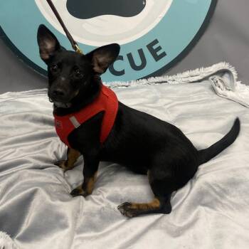 Nordy D11940 -  Jack Russell Terrier and Chihuahua Dog for Adoption - Nordy D11940 | PetCurious