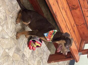 Rescue Shepherd Dogs for Adoption in Pilot Point, Texas - Kane | PetCurious