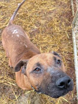 Mixed Breed Dogs Available for Adoption - Simba | PetCurious