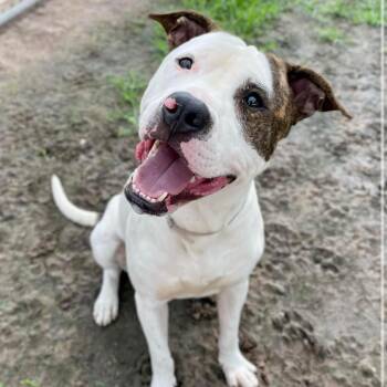 Rescue American Staffordshire Terrier Dogs for Adoption in Pittsburgh, Pennsylvania - Kirby | PetCurious