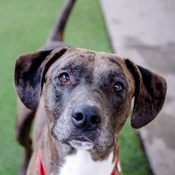 Rescue Catahoula Leopard Dog Dogs for Adoption in St. Petersburg, Florida - Clayton | PetCurious