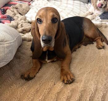 Penny -  Basset Hound Dog for Adoption in Maineville, Ohio - Penny | PetCurious