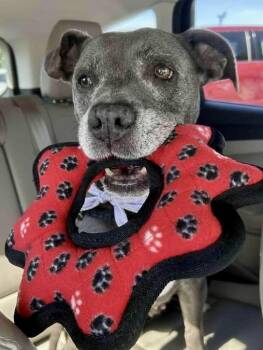 Rescue Pit Bull Terrier and American Staffordshire Terrier Dogs for Adoption in Citrus Heights, California - Moo Deng | PetCurious