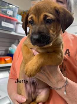 Jerry -  Terrier Dog for Adoption in St. George, Utah - Jerry | PetCurious