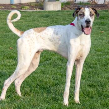 Great Dane and Mixed Breed Dogs Available for Adoption in St. Louis, Missouri - XANDER | PetCurious