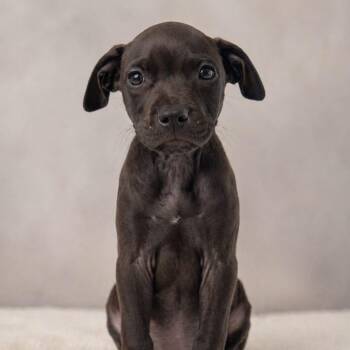 American Bulldog Dogs Available for Adoption in Miami, Florida - Mitzuri  | PetCurious