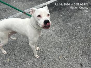 NALA -  Dogo Argentino and Mixed Breed Dog for Adoption in Ocala, Florida - NALA | PetCurious