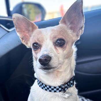 Kash -  Chihuahua Dog for Adoption in Gainesville, Texas - Kash | PetCurious