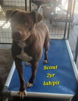 Chocolate Labrador Retriever and Pit Bull Terrier Dogs Available for Adoption in Lonsdale, Arkansas - Scout | PetCurious
