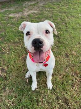 Rescue Pit Bull Terrier Dogs for Adoption in Los Angeles, California - Roller Derby Is Petite | PetCurious