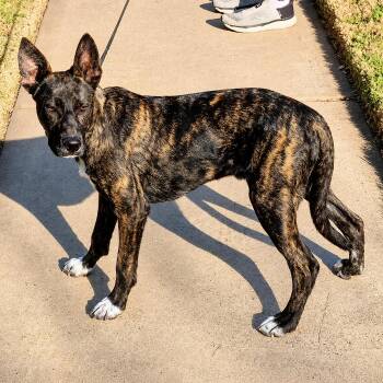 Shepherd Dogs Available for Adoption in Longview, Texas - Stewy | PetCurious