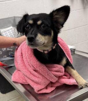 Esther -  Mixed Breed Dog for Adoption in Kansas City, Missouri - Esther | PetCurious
