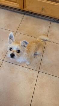 Ziggy -  Maltese and Yorkshire Terrier Dog for Adoption in Windsor, California - Ziggy | PetCurious
