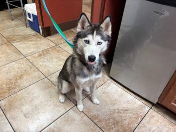 Honda -  Mixed Breed Dog for Adoption in Cincinnati, Ohio - Honda | PetCurious