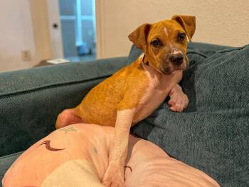 Rescue American Staffordshire Terrier and Pit Bull Terrier Dogs for Adoption in Grafton, Massachusetts - Sugar | PetCurious