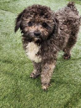 Rescue Poodle Dogs for Adoption in Hopkinsville, Kentucky - Dorothy | PetCurious