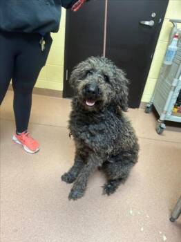 Poodle and Mixed Breed Dogs Available for Adoption - ZENDAYA | PetCurious