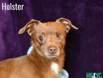Chihuahua Dogs Available for Adoption in Fort Mill, South Carolina - Holster | PetCurious