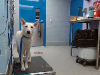 Rescue Husky and Mixed Breed Dogs for Adoption in Albuquerque, New Mexico - MAEVE | PetCurious