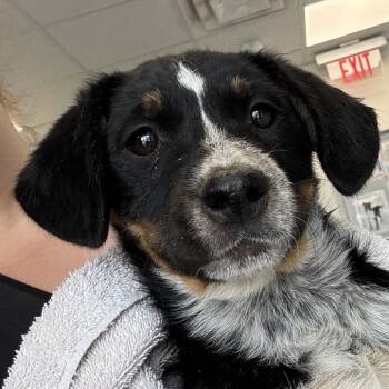 Mixed Breed Dogs Available for Adoption in Las Cruces, New Mexico - Snickers | PetCurious